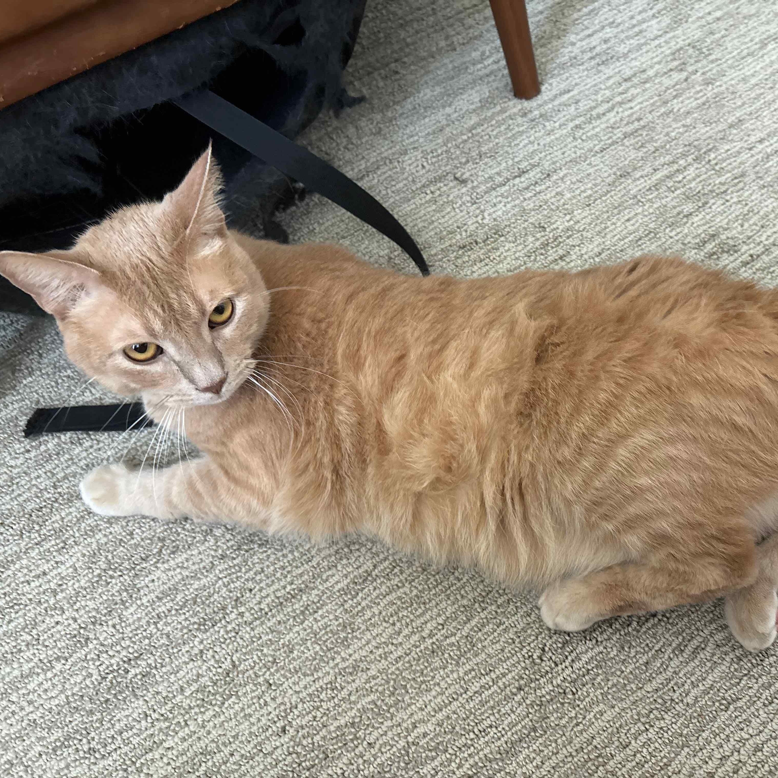 Enlarge Garfield - A big Orange Boy, a ADOPTABLE Tabby in Fountain Valley, CA image 1/5