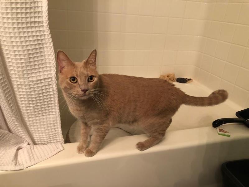 Enlarge Garfield - A big Orange Boy, a ADOPTABLE Tabby in Fountain Valley, CA image 5/5