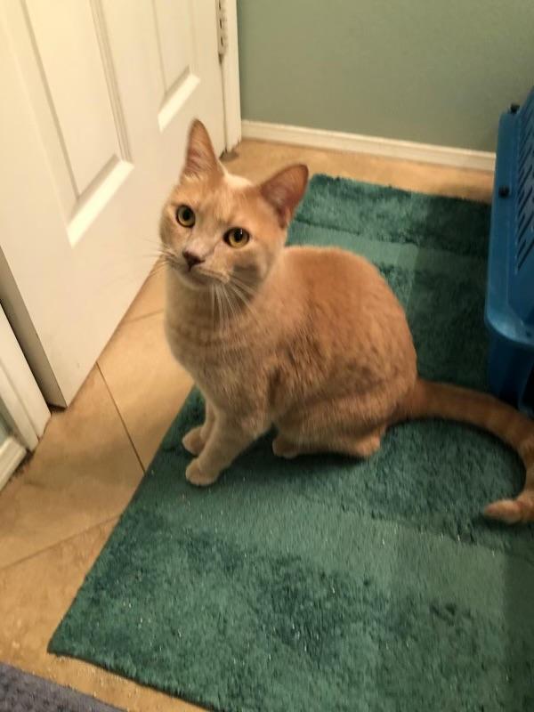 Enlarge Garfield - A big Orange Boy, a ADOPTABLE Tabby in Fountain Valley, CA image 4/5