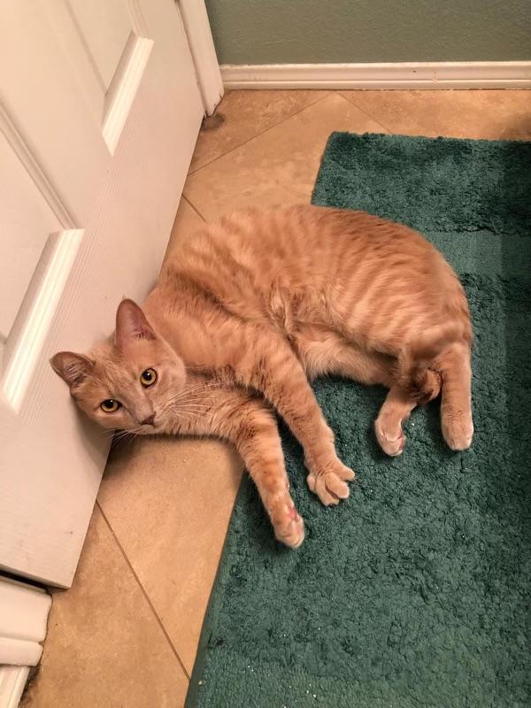 Enlarge Garfield - A big Orange Boy, a ADOPTABLE Tabby in Fountain Valley, CA image 2/5