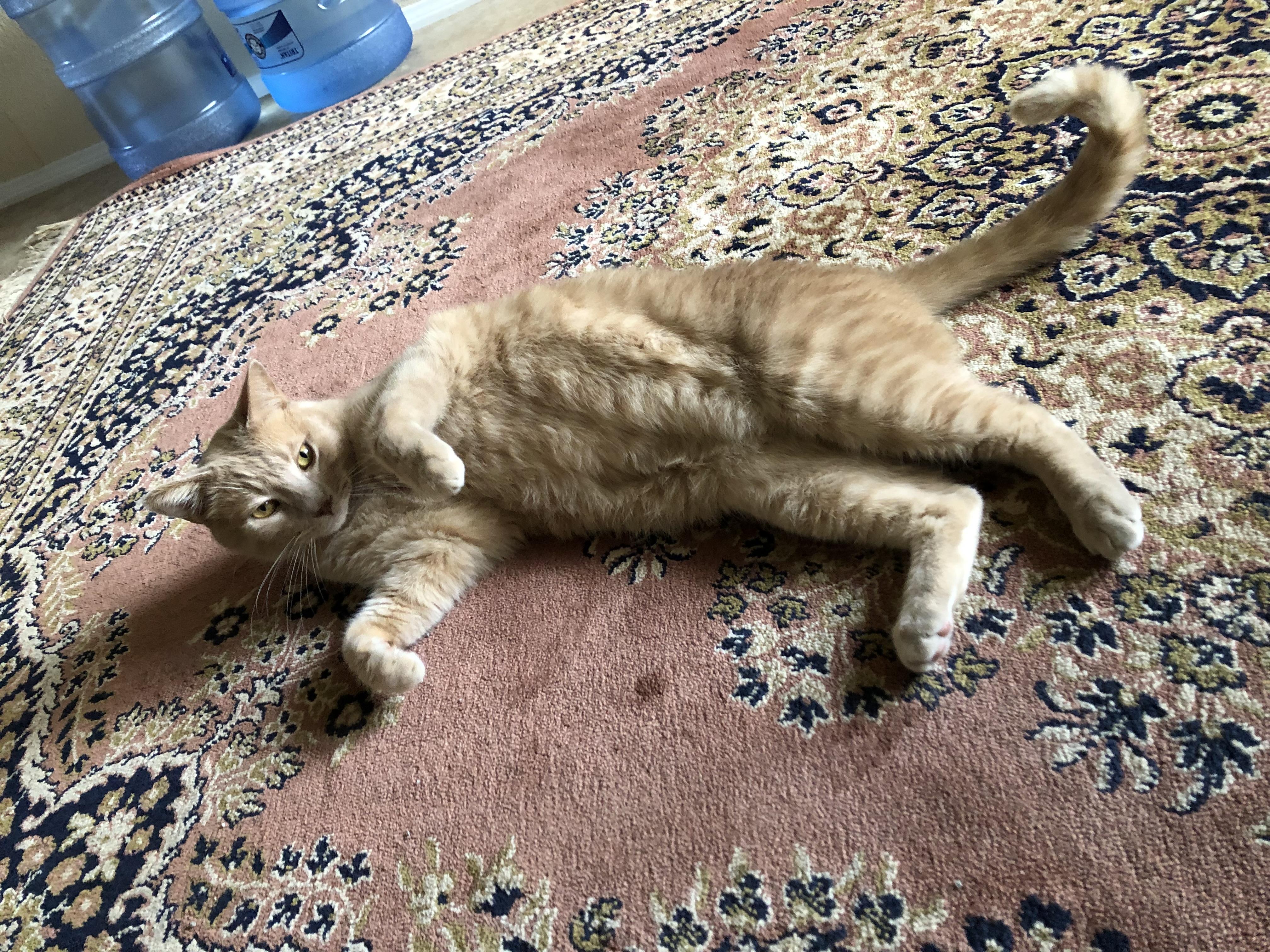 Enlarge Garfield - A big Orange Boy, a ADOPTABLE Tabby in Fountain Valley, CA image 3/5