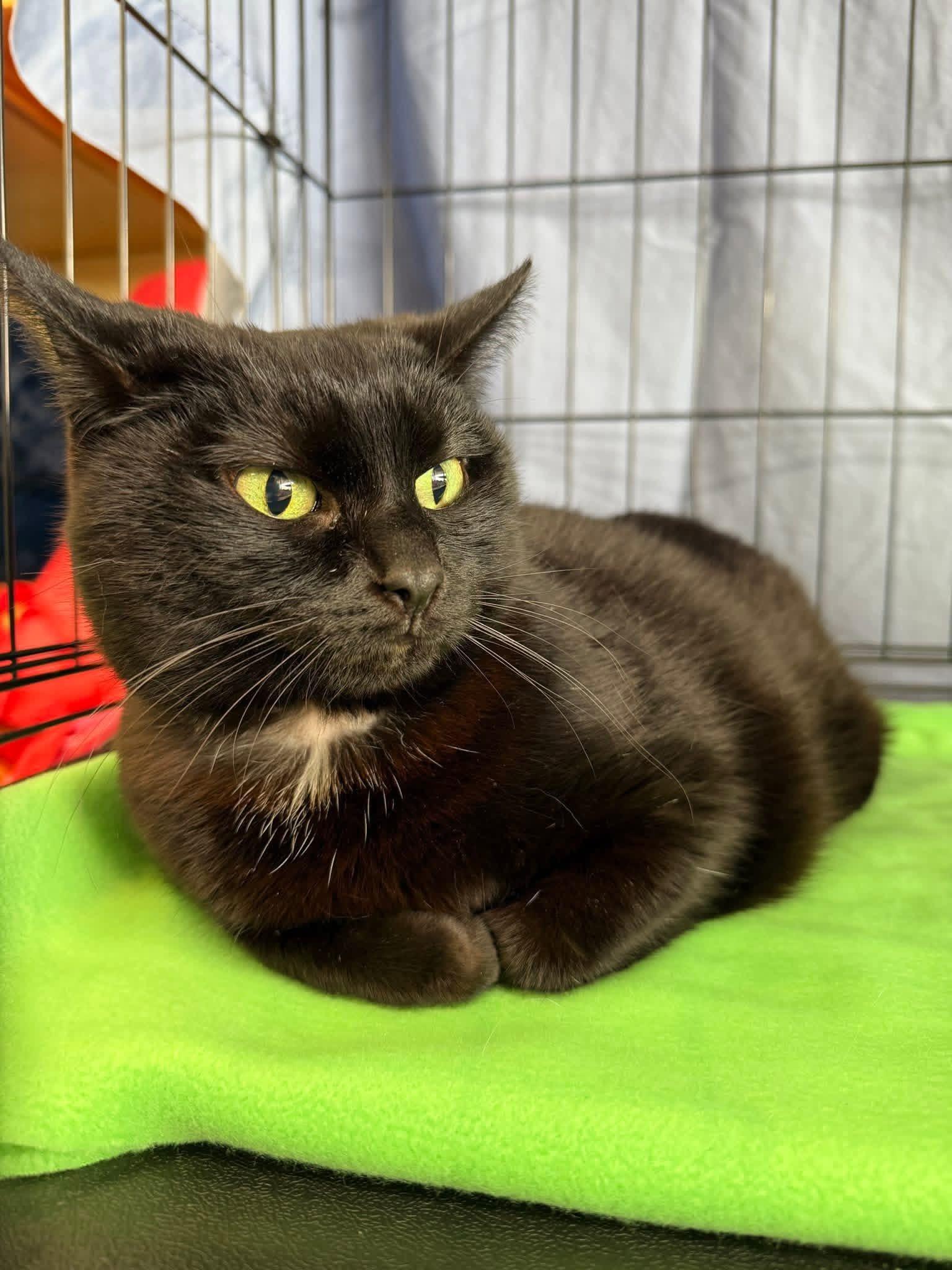 Enlarge Dahlia, a Adoptable Domestic Short Hair in Massillon , OH image 2/3