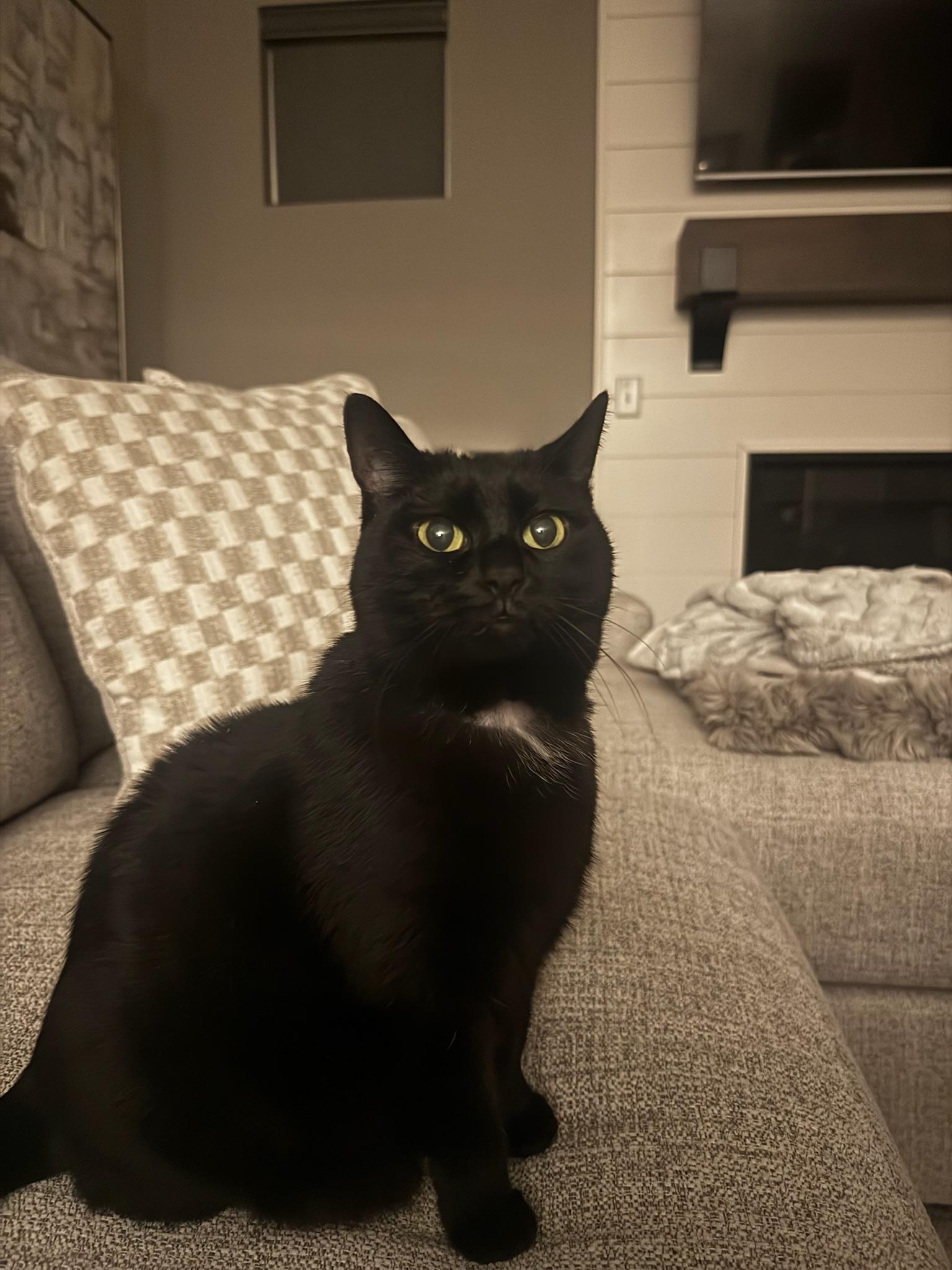 Enlarge Dahlia, a Adoptable Domestic Short Hair in Massillon , OH image 1/3