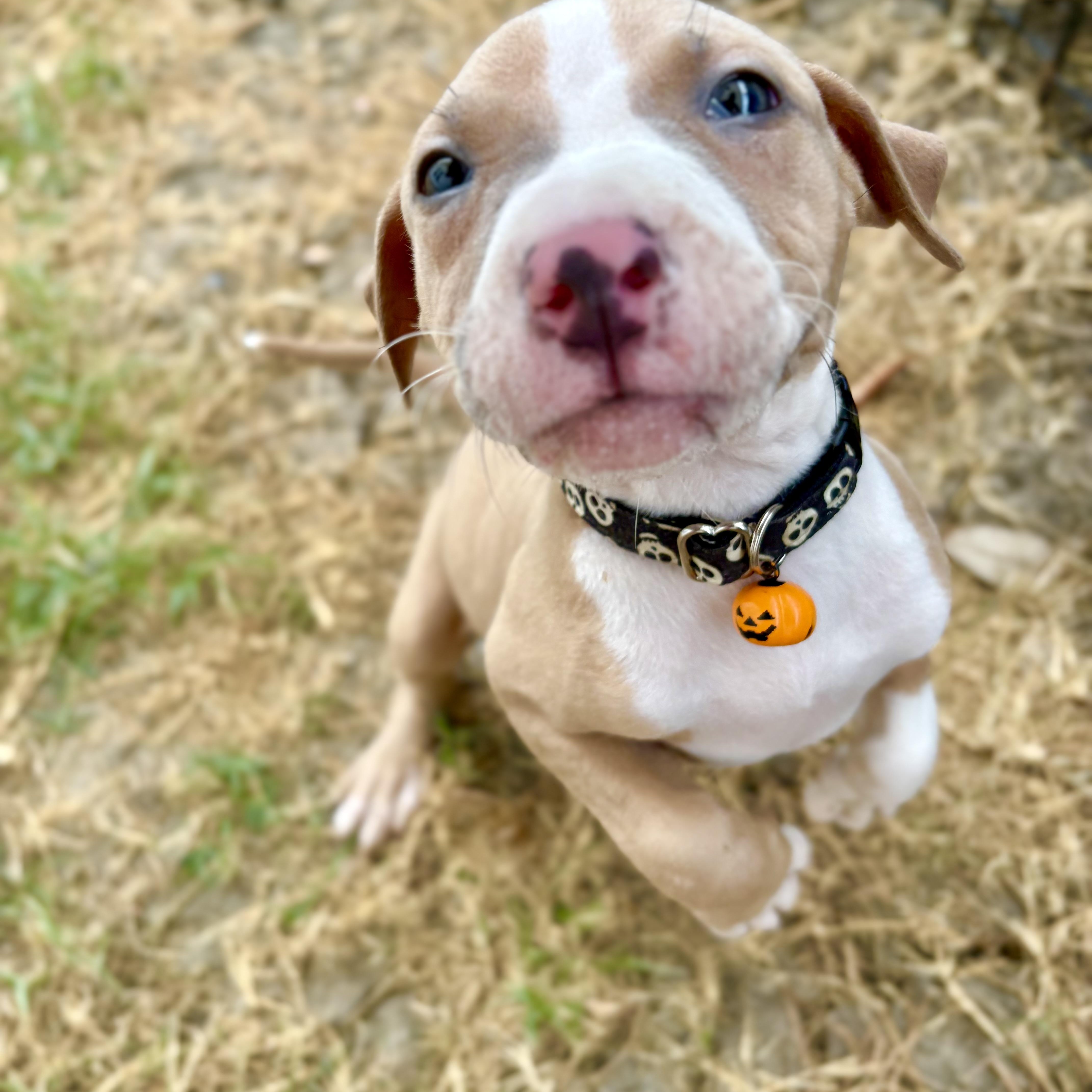 Enlarge Biscuit, a Adoptable mixed breed in Brattleboro, VT image 5/5