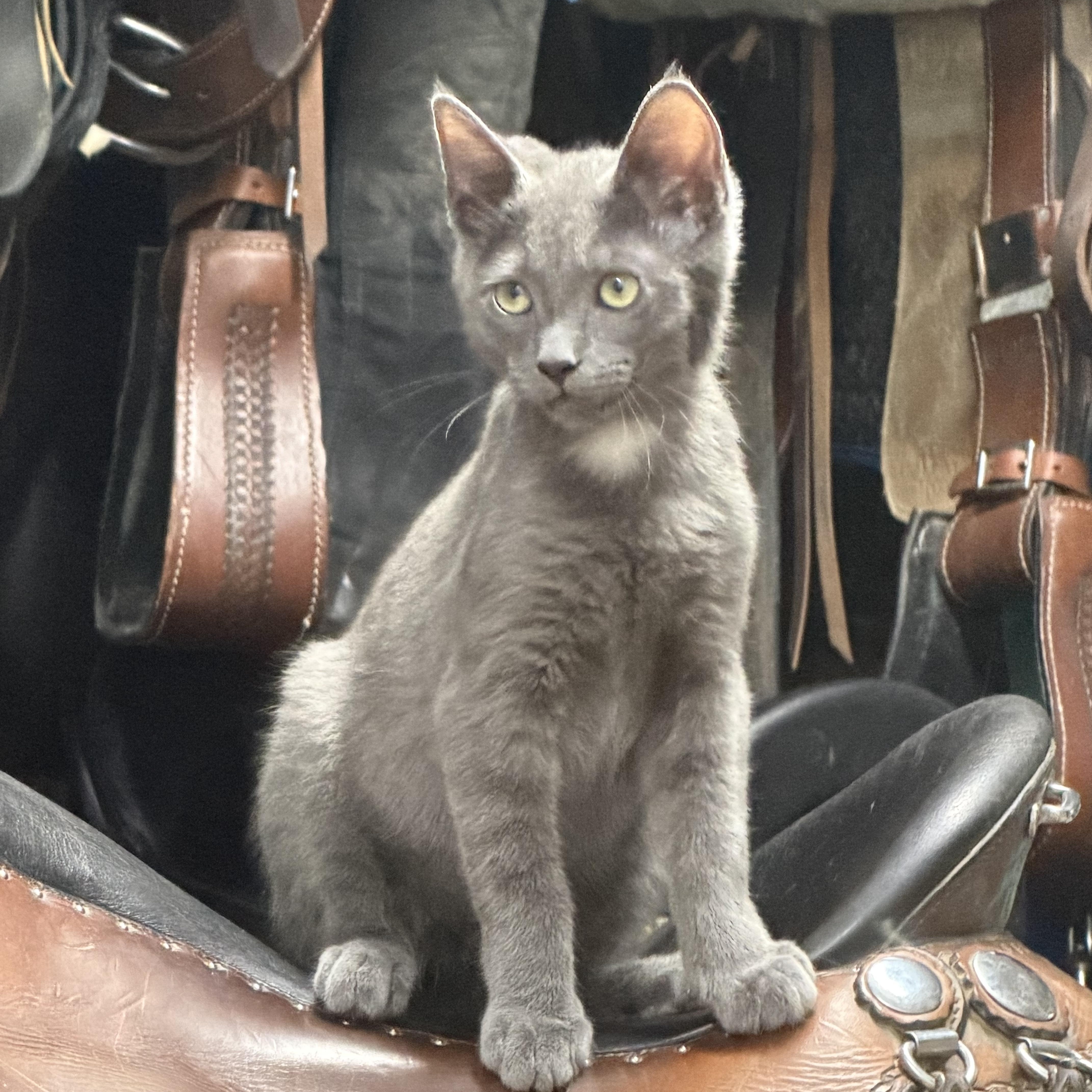 Trip, Adoptable, Kitten Male Domestic Short Hair.