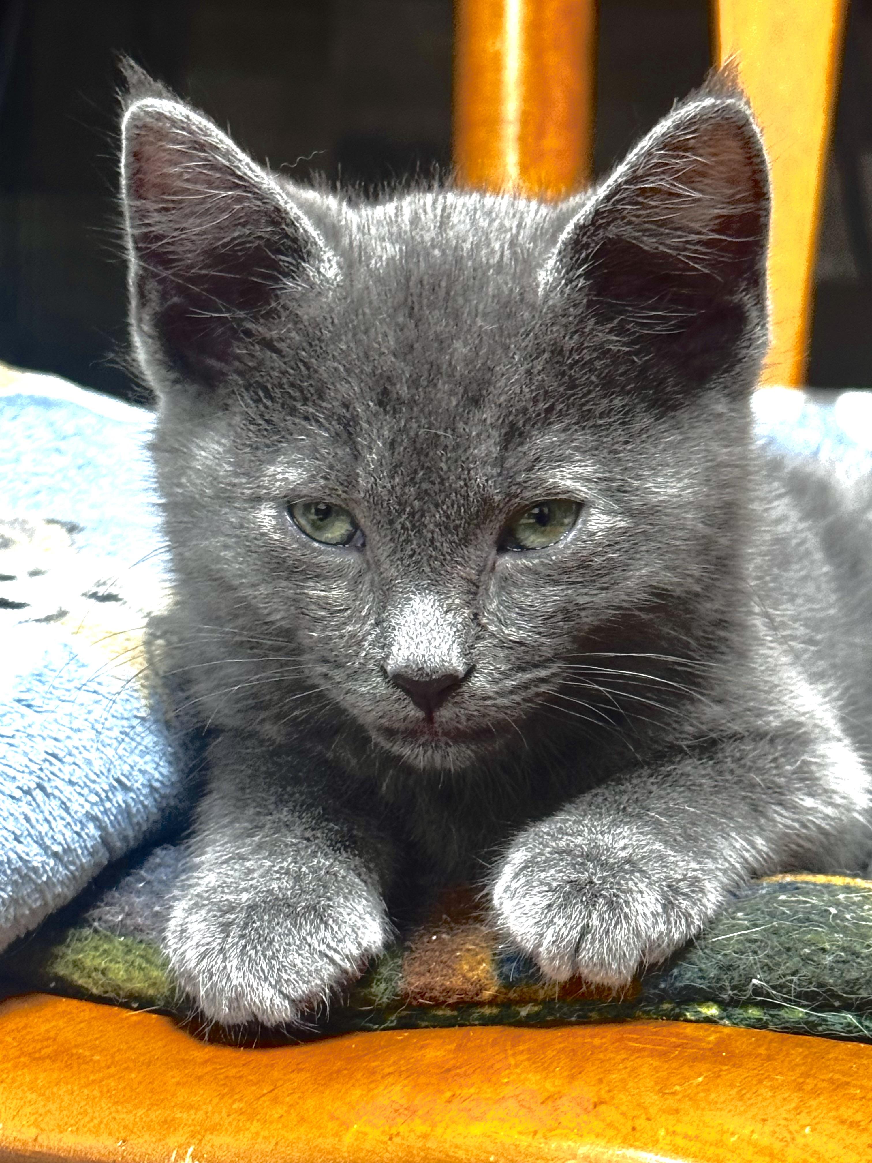 Trip, a ADOPTABLE Domestic Short Hair in Pottsville, PA image 2/4