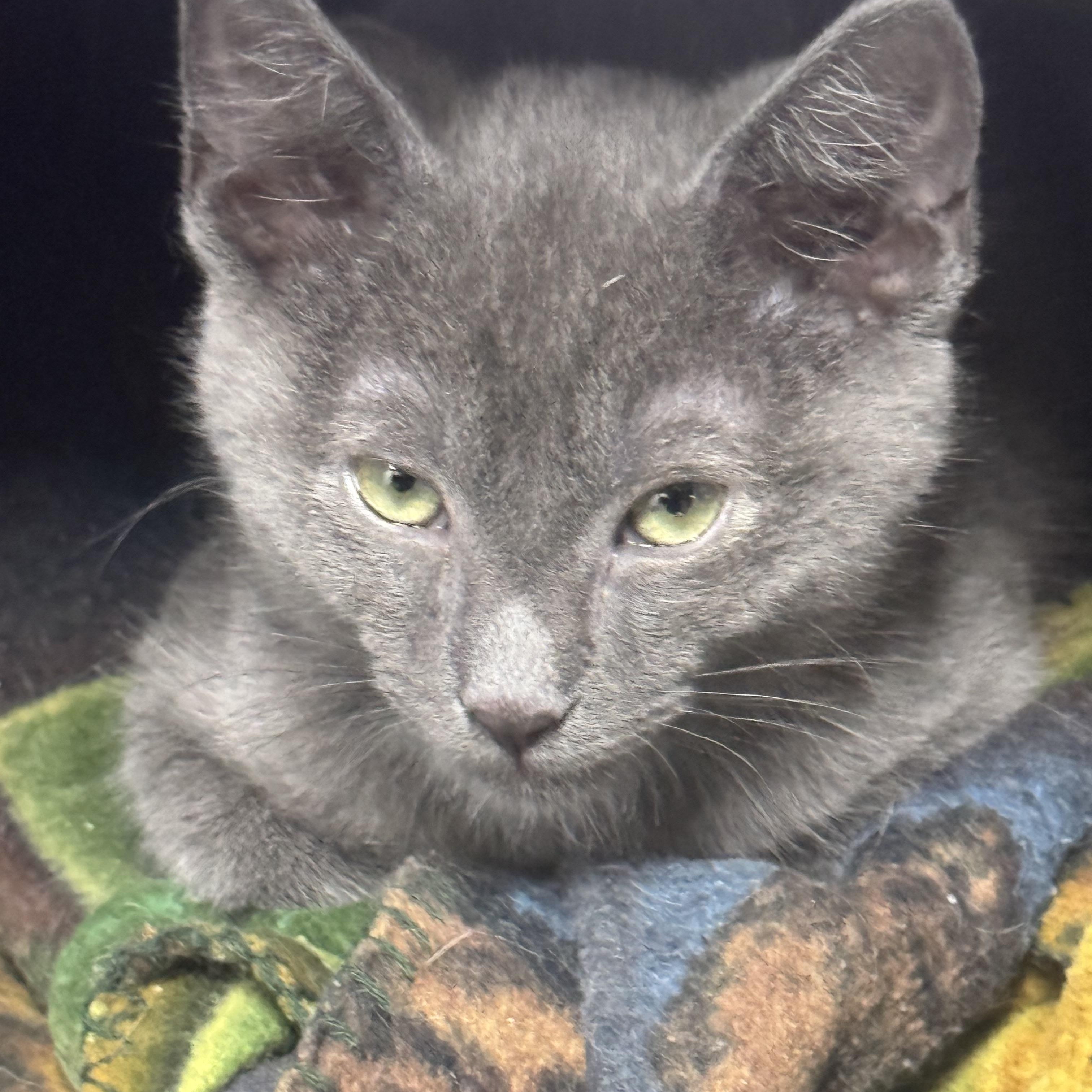 Trip, a ADOPTABLE Domestic Short Hair in Pottsville, PA image 3/4