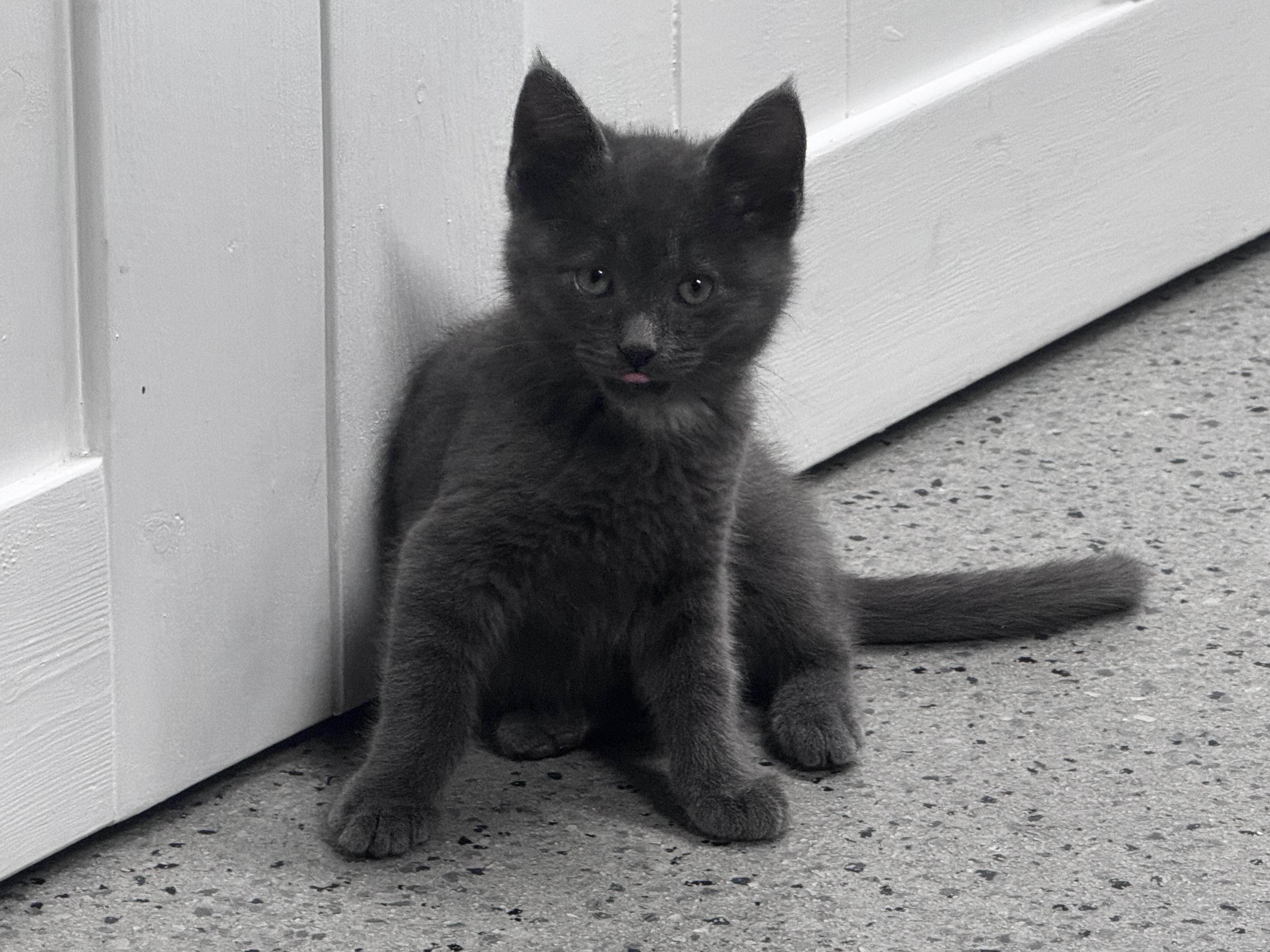 Trip, ADOPTABLE, Kitten Male Domestic Short Hair.