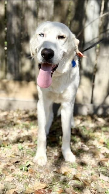 Enlarge Gus, a ADOPTABLE mixed breed in Covington, LA image 2/6