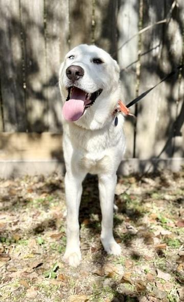 Enlarge Gus, a ADOPTABLE mixed breed in Covington, LA image 3/6