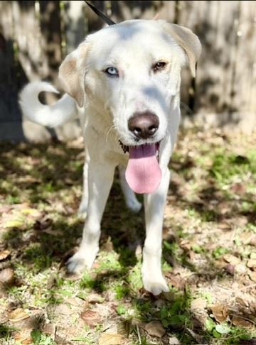 Enlarge Gus, a ADOPTABLE mixed breed in Covington, LA image 1/6