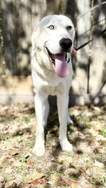 Enlarge Gus, a ADOPTABLE mixed breed in Covington, LA image 5/6