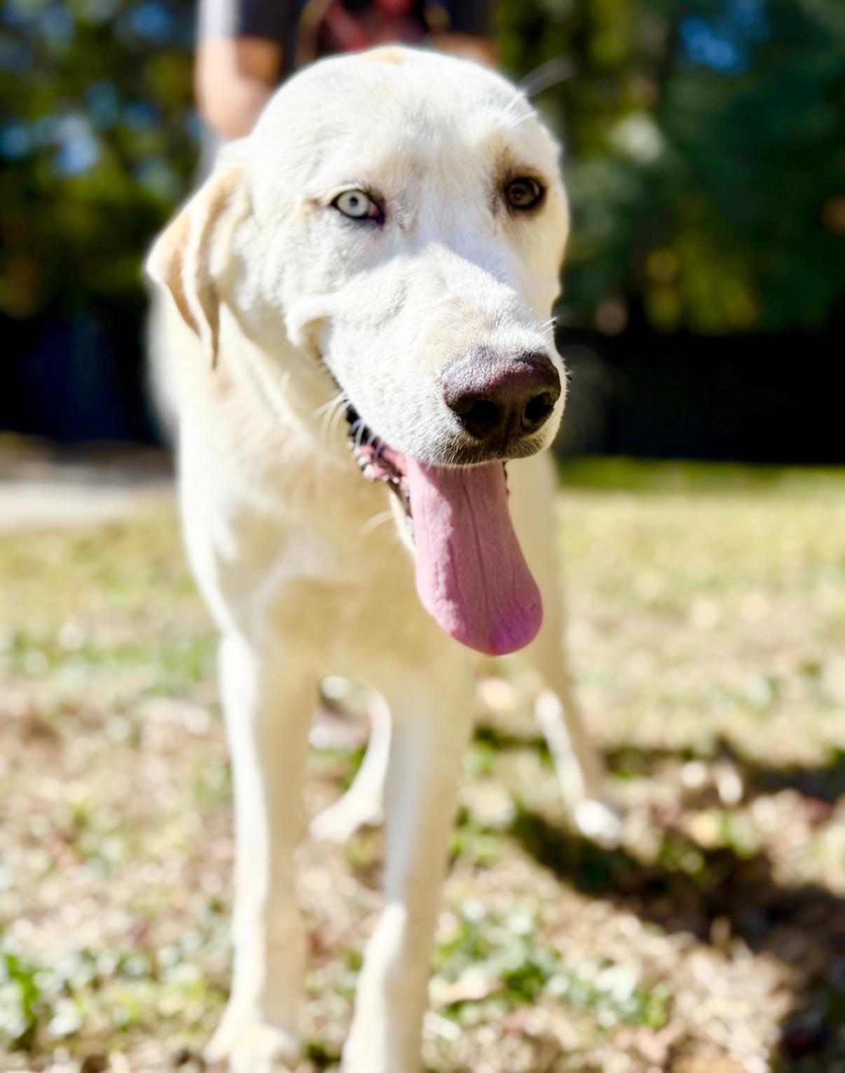 Enlarge Gus, a ADOPTABLE mixed breed in Covington, LA image 6/6