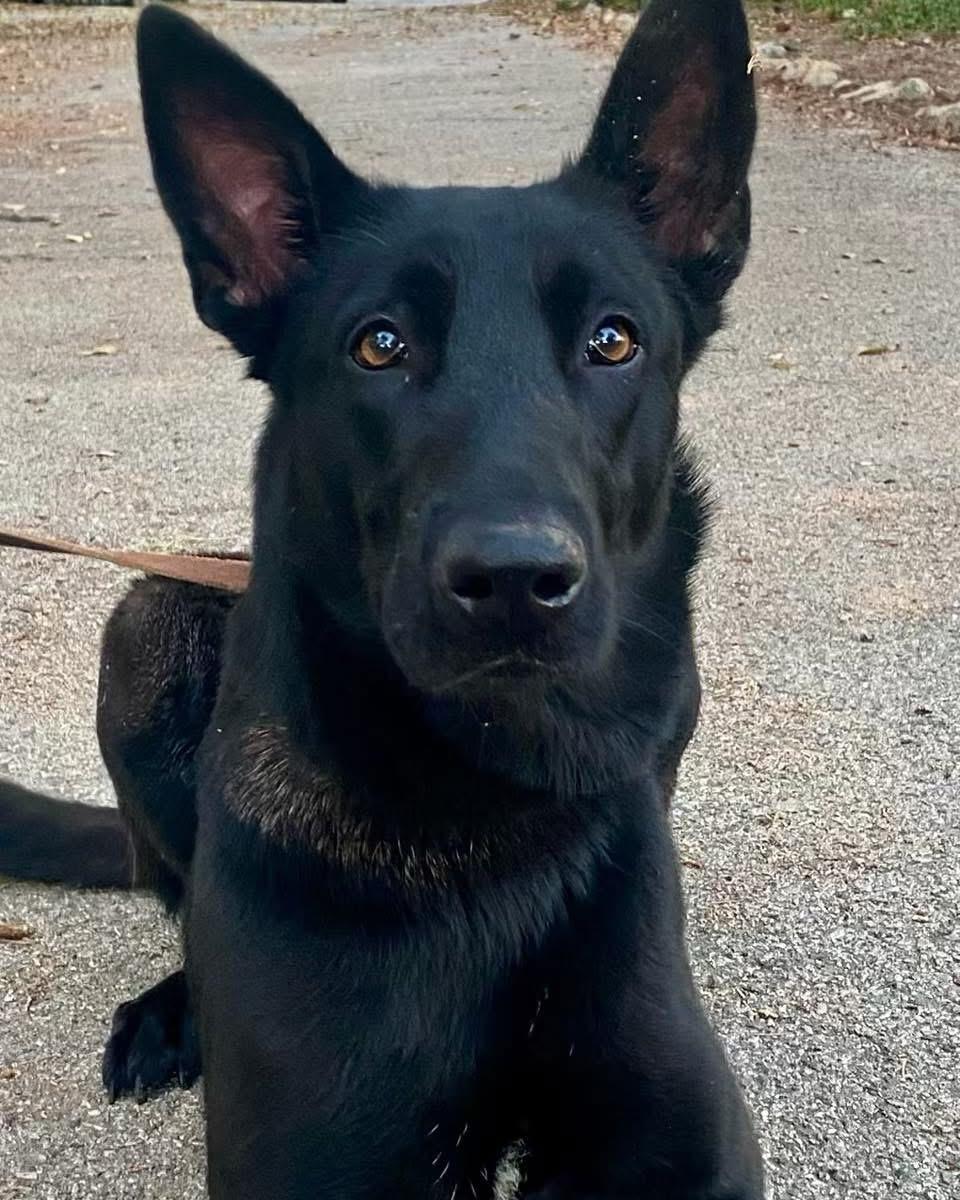 Beauty, adopted, Young Female German Shepherd Dog & Belgian Shepherd / Malinois.