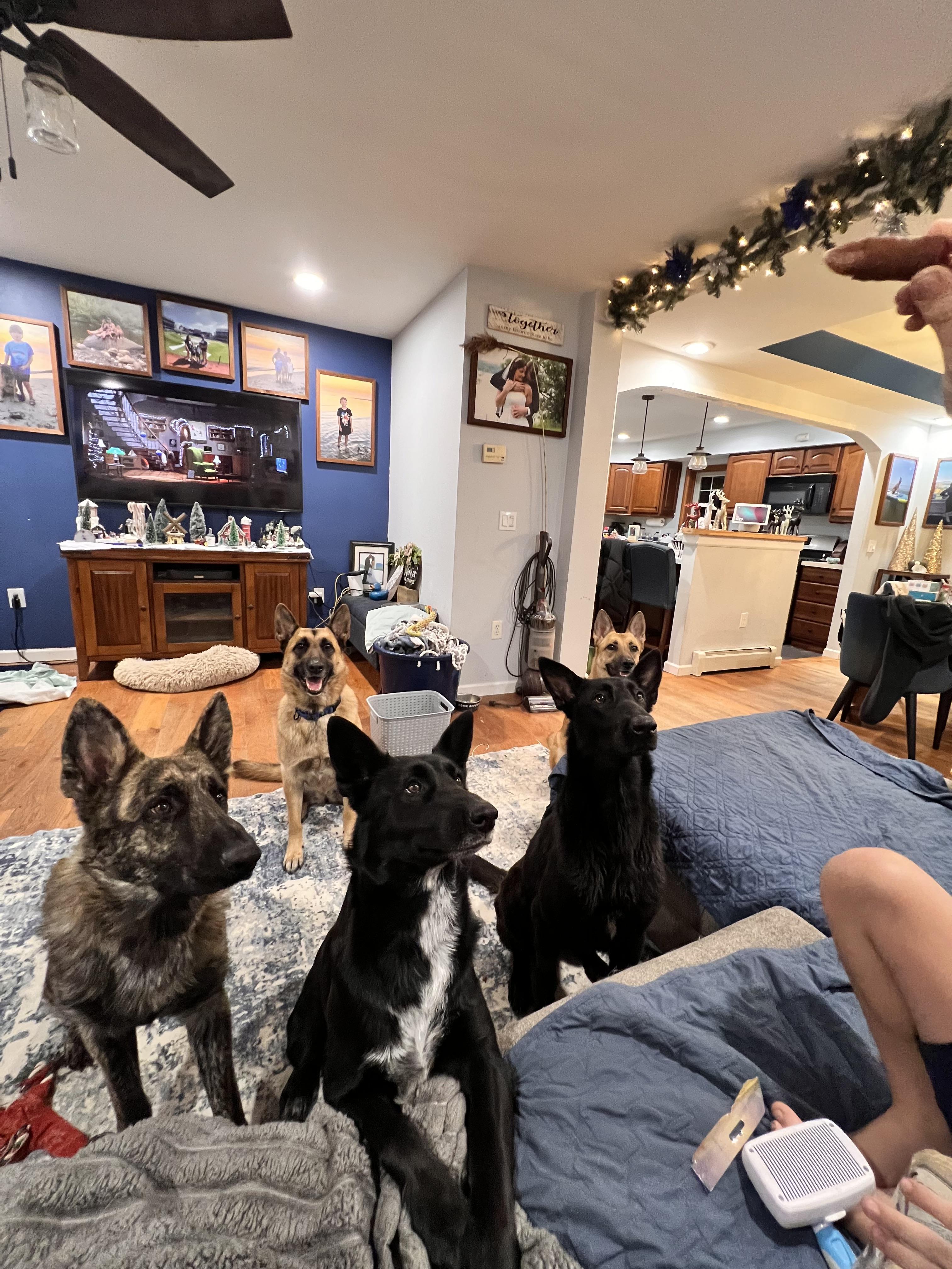 Beauty, an adopted mixed breed in West hurley, NY image 4/5