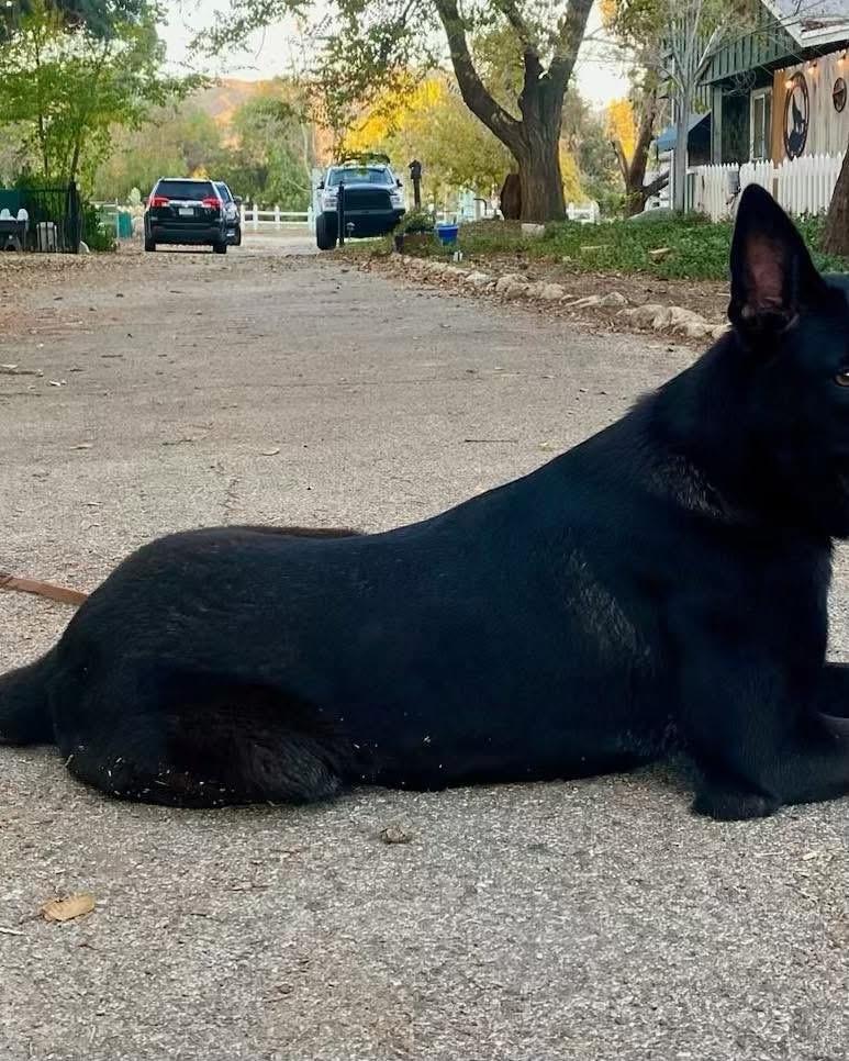 Beauty, an adopted mixed breed in West hurley, NY image 2/5