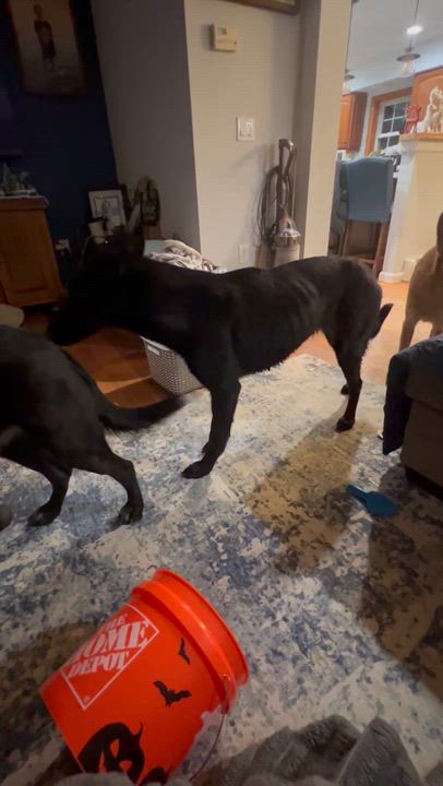 Enlarge Beauty, an adopted mixed breed in West hurley, NY video 5/5