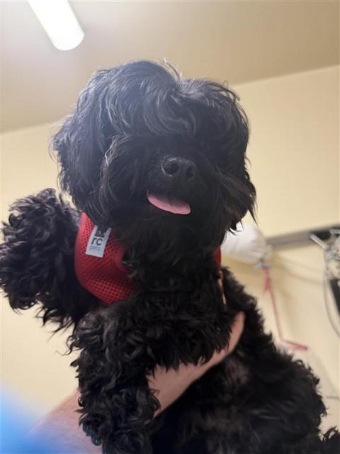 A197406, Adoptable, Adult Female Maltese.