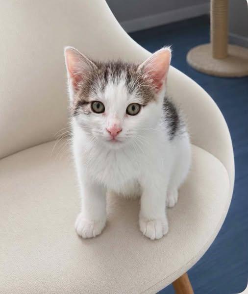 Enlarge Jenn, a ADOPTABLE Domestic Short Hair in Sainte-Martine, QC image 1/1