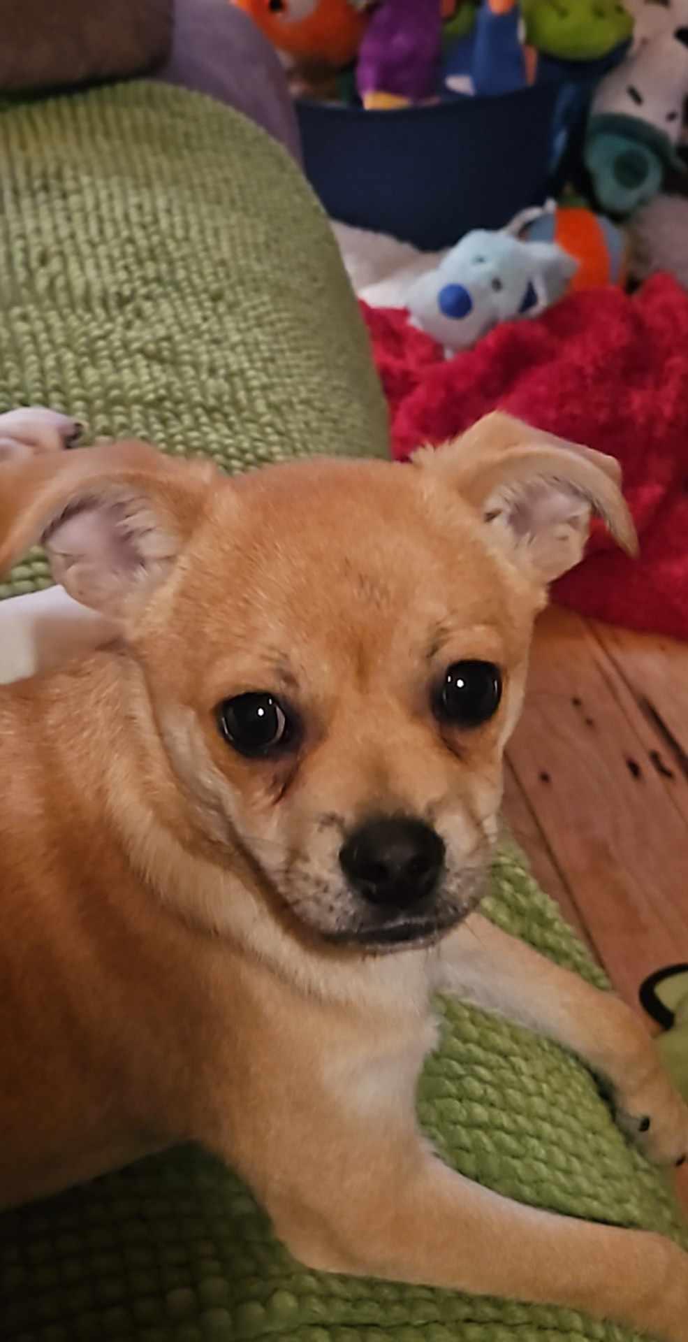 Enlarge Data, a Adopted Chug in Mauston, WI image 1/4