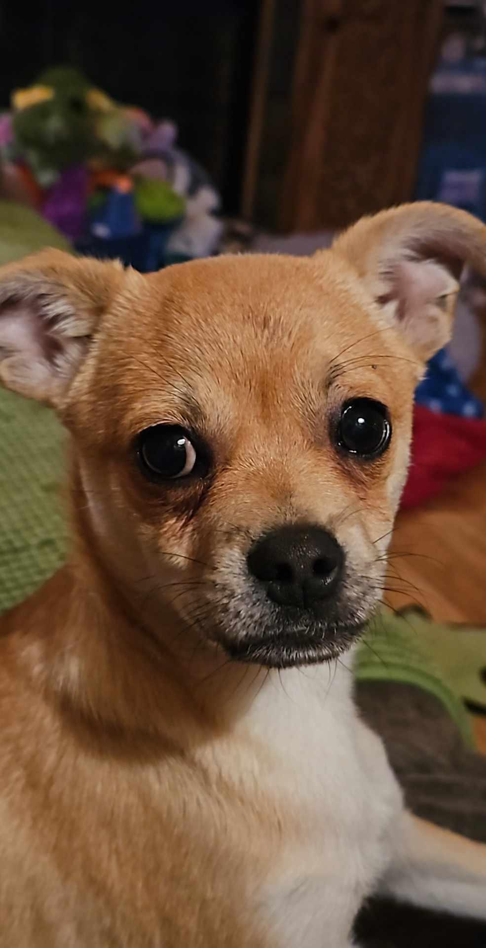 Data, an adoptable Chug in Mauston, WI, 53948 | Photo Image 2