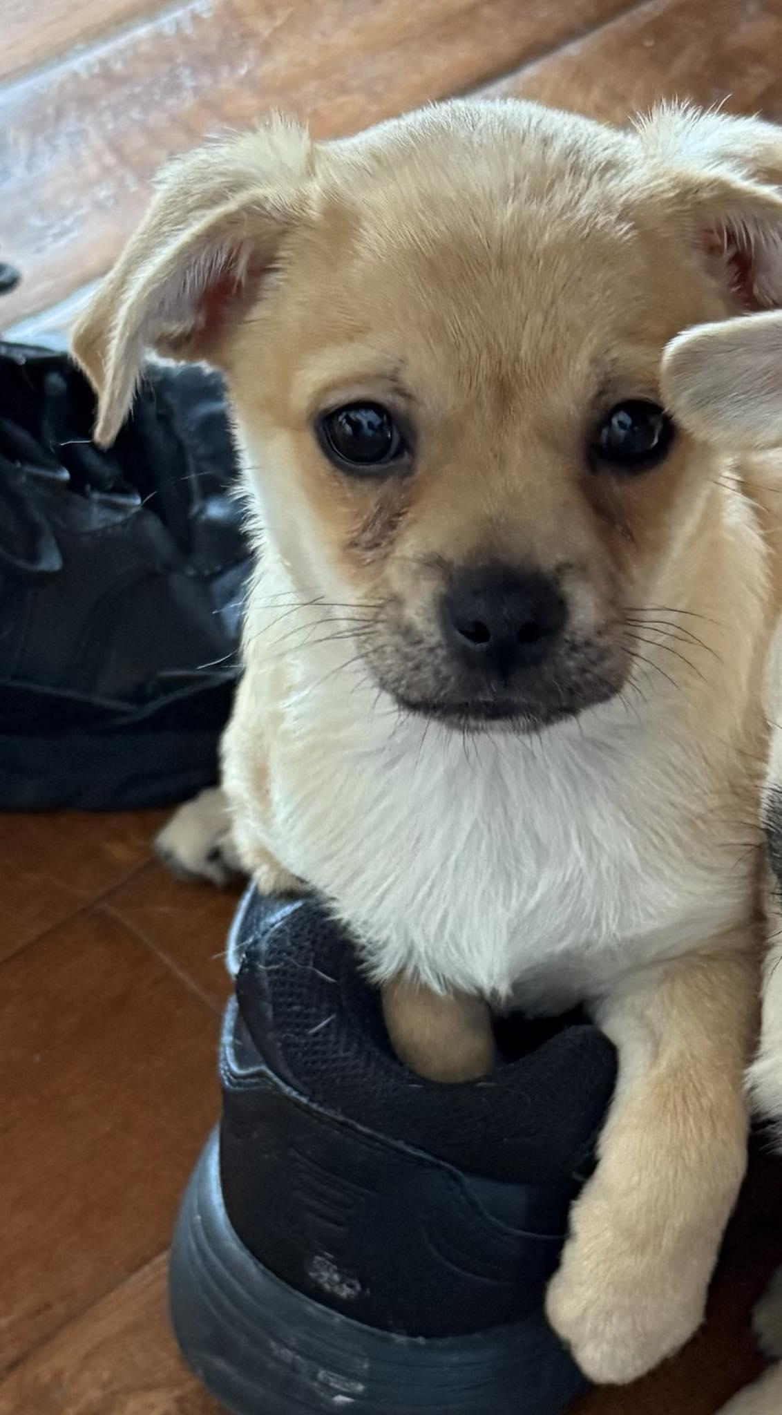 Data, an adoptable Chug in Mauston, WI, 53948 | Photo Image 4