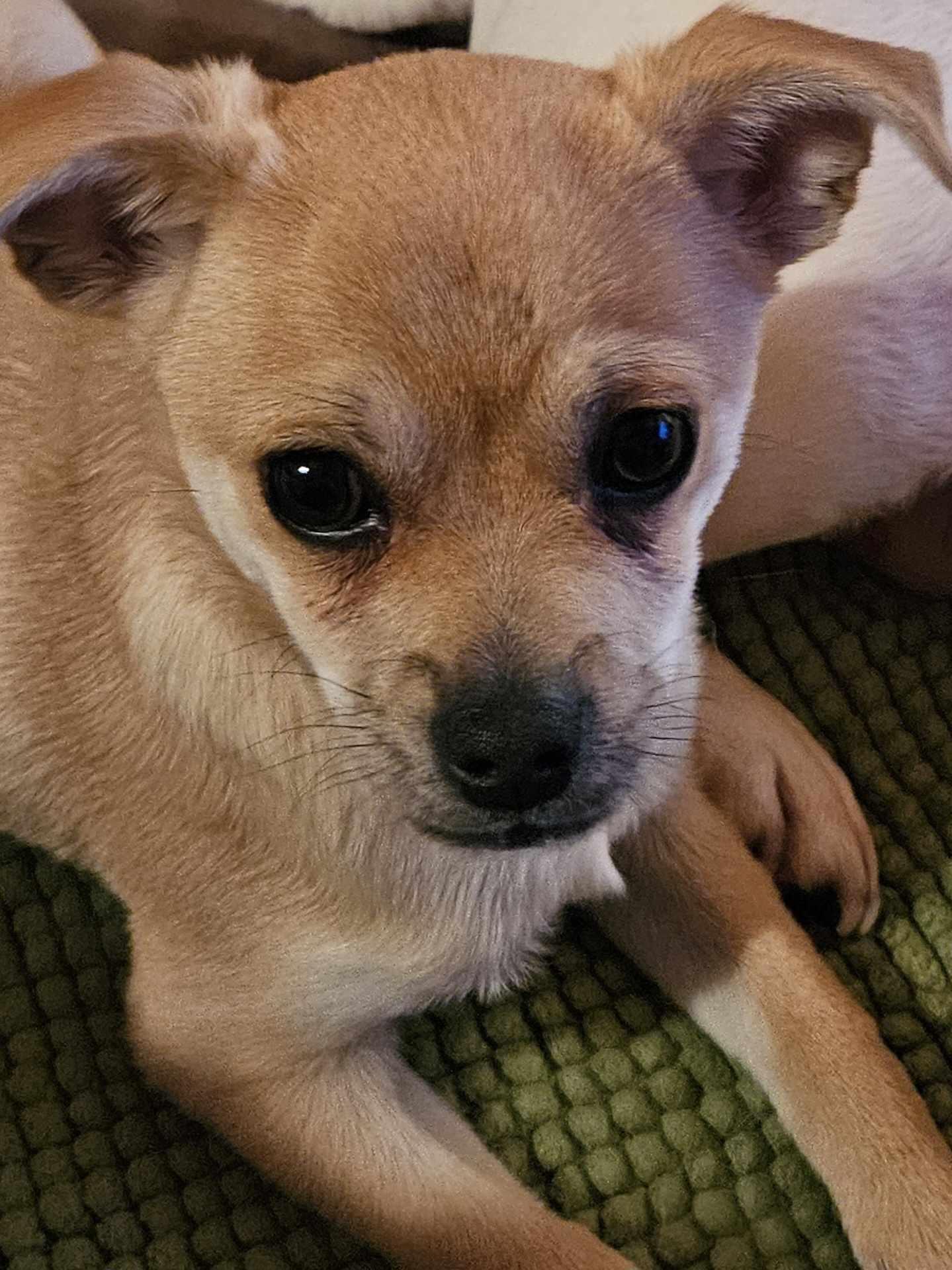 Data, an adoptable Chug in Mauston, WI, 53948 | Photo Image 3