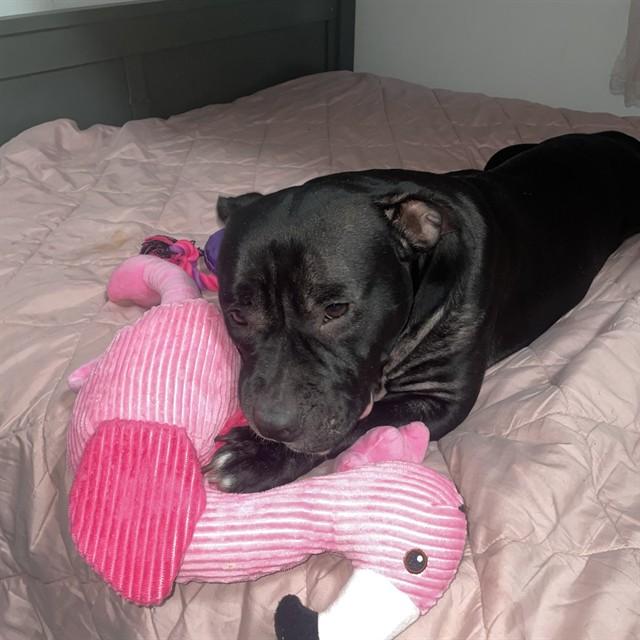 TILA, Adoptable, Young Female Pit Bull Terrier & Mixed Breed.