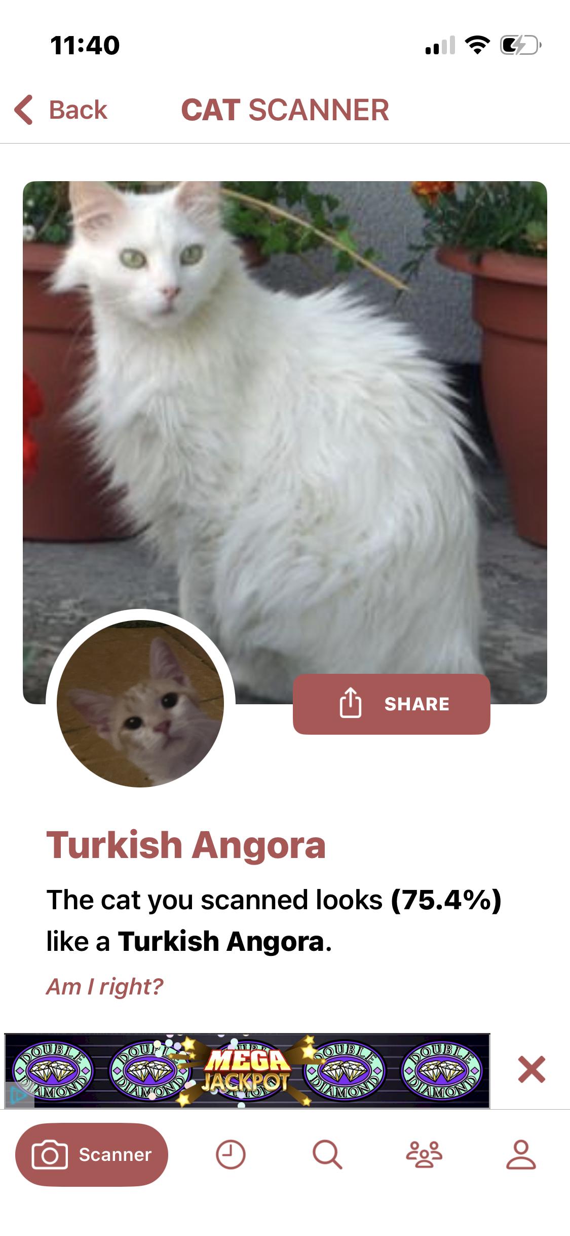 Enlarge Cajun, a ADOPTABLE mixed breed in Newark valley, NY image 4/5