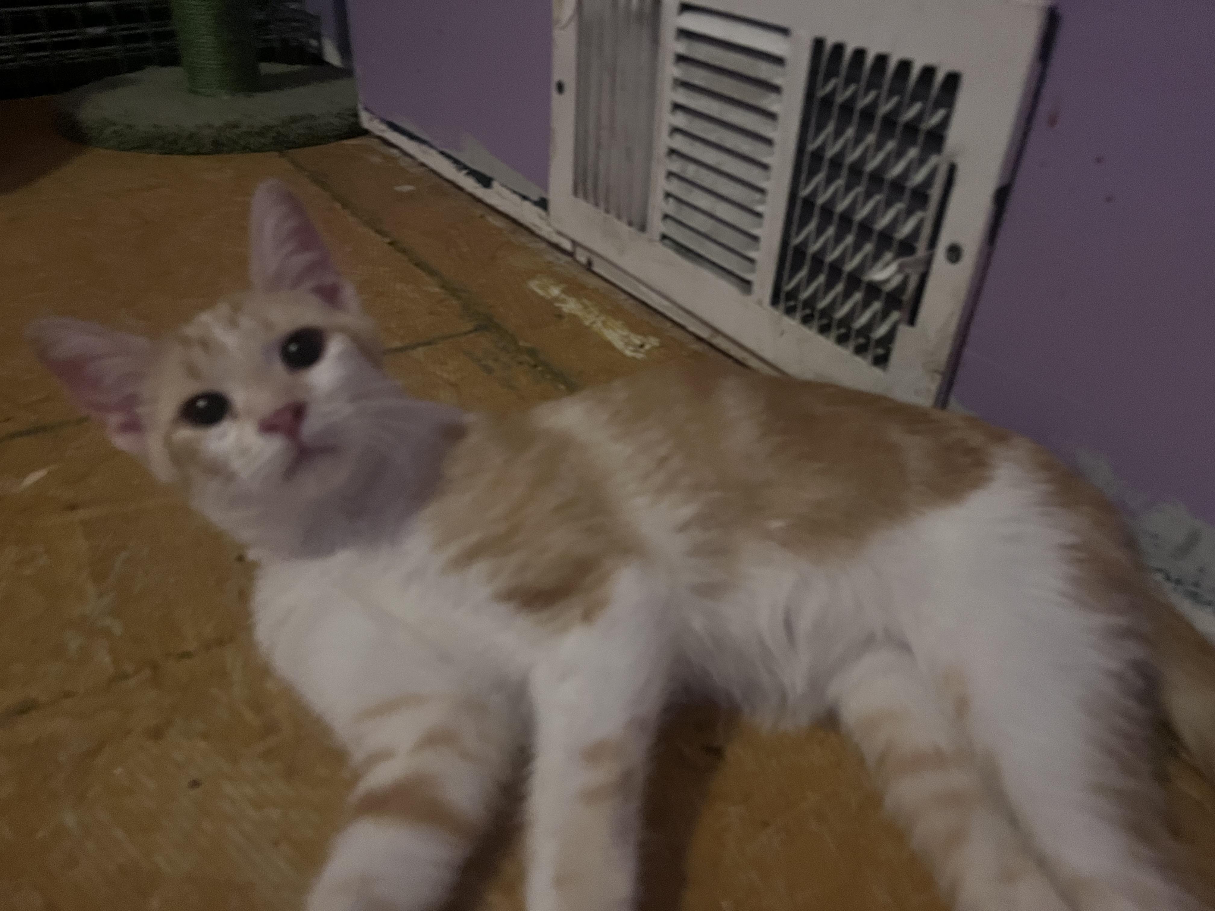 Enlarge Cajun, a ADOPTABLE mixed breed in Newark valley, NY image 2/5