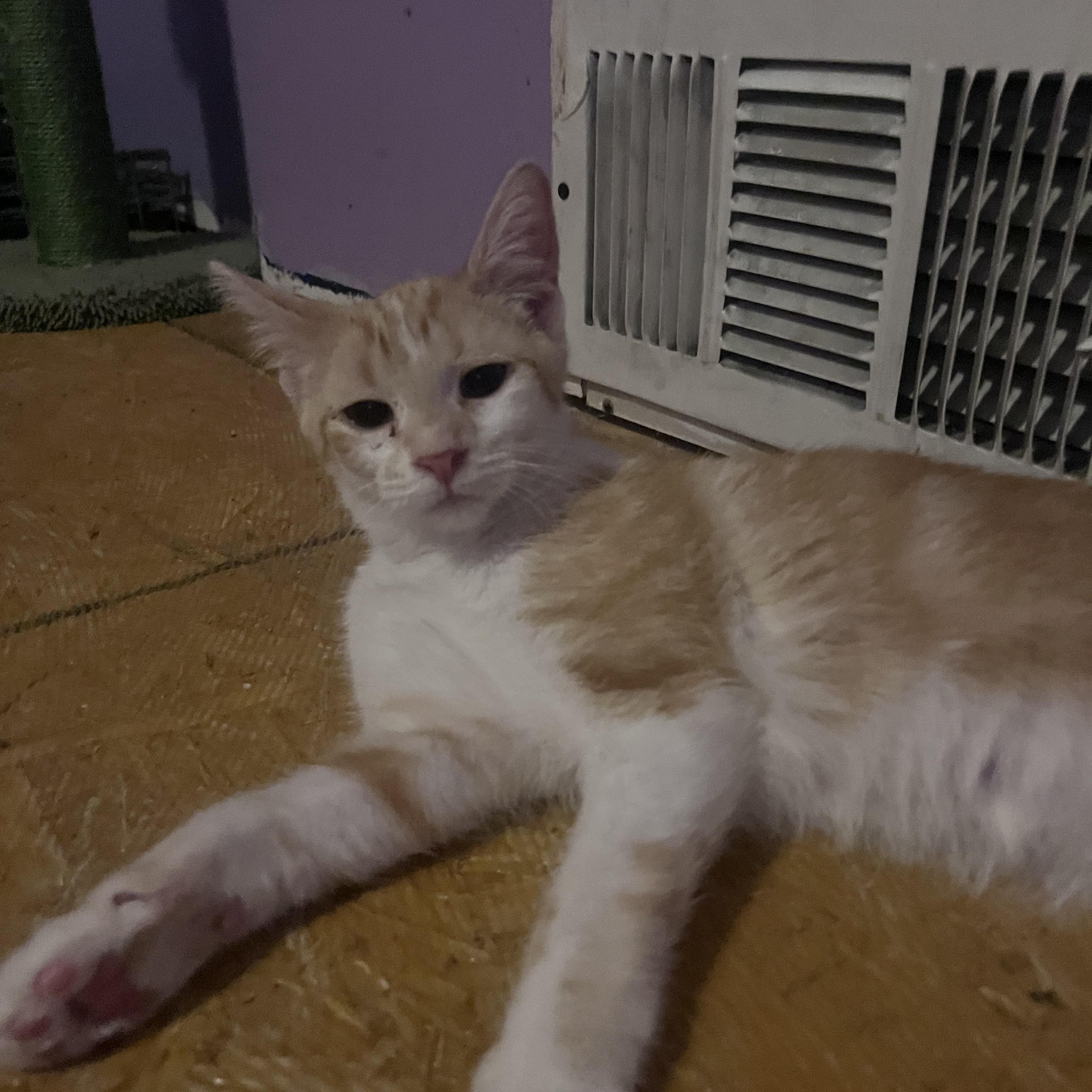 Cajun, ADOPTABLE, Young Male Turkish Angora & Tabby.