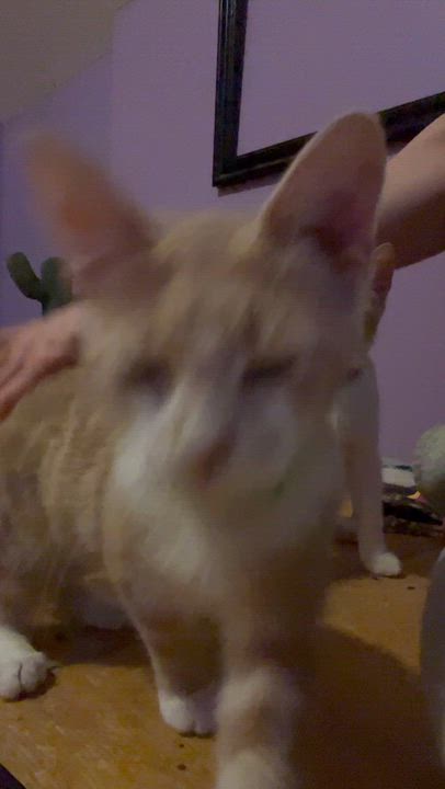 Enlarge Cajun, a ADOPTABLE mixed breed in Newark valley, NY video 5/5