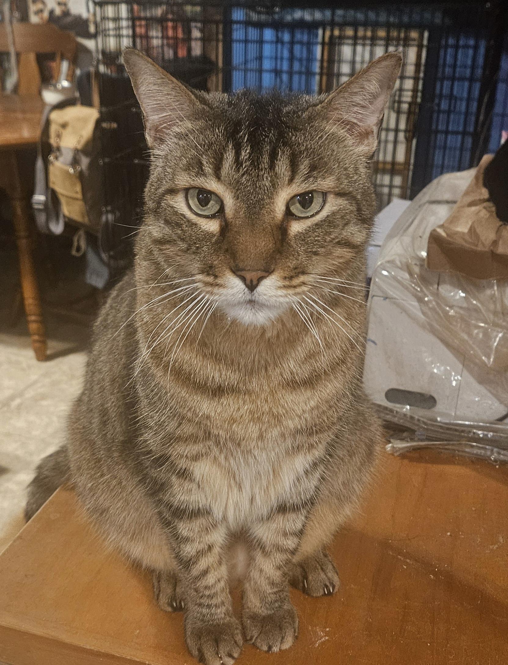 Tiny, Adoptable, Adult Male Domestic Short Hair.