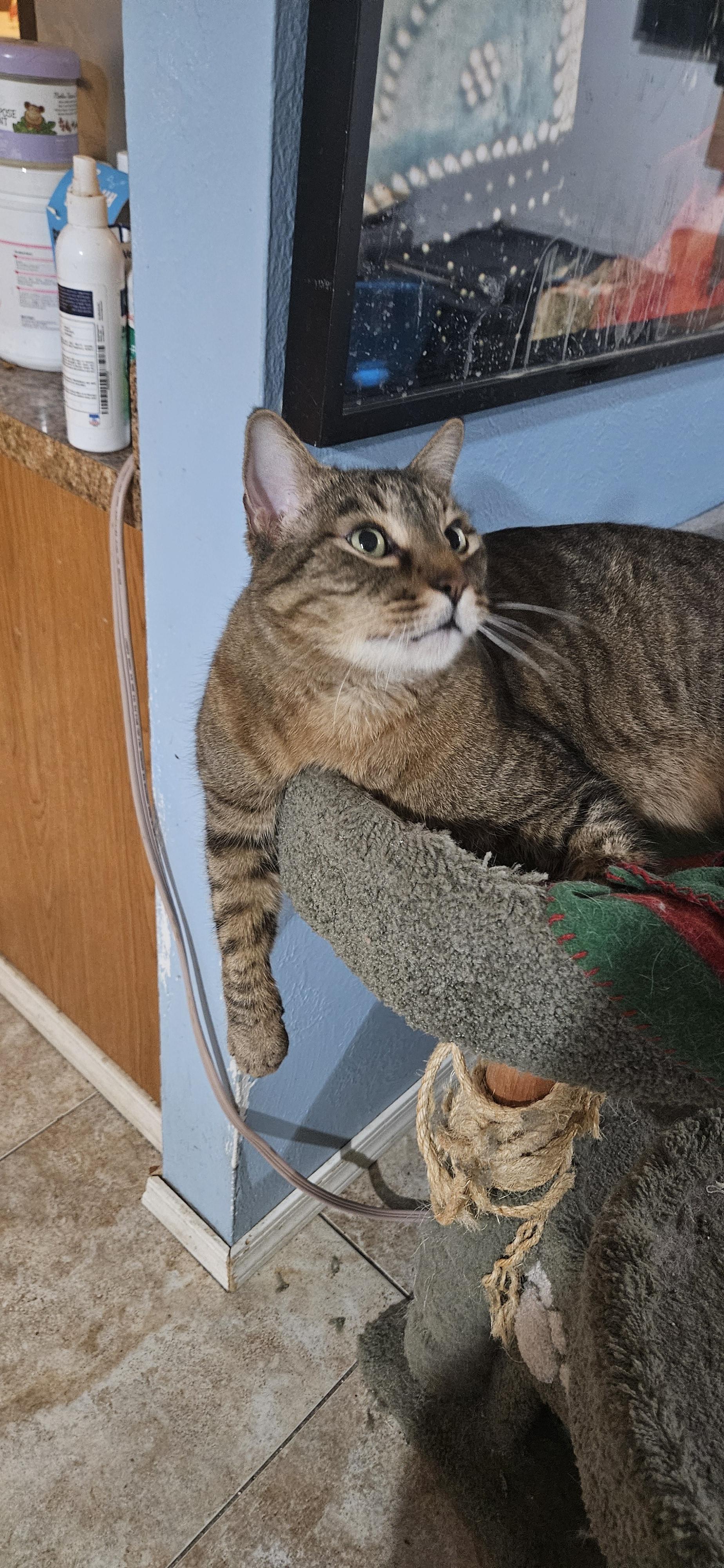 Tiny, Adoptable, Adult Male Domestic Short Hair.