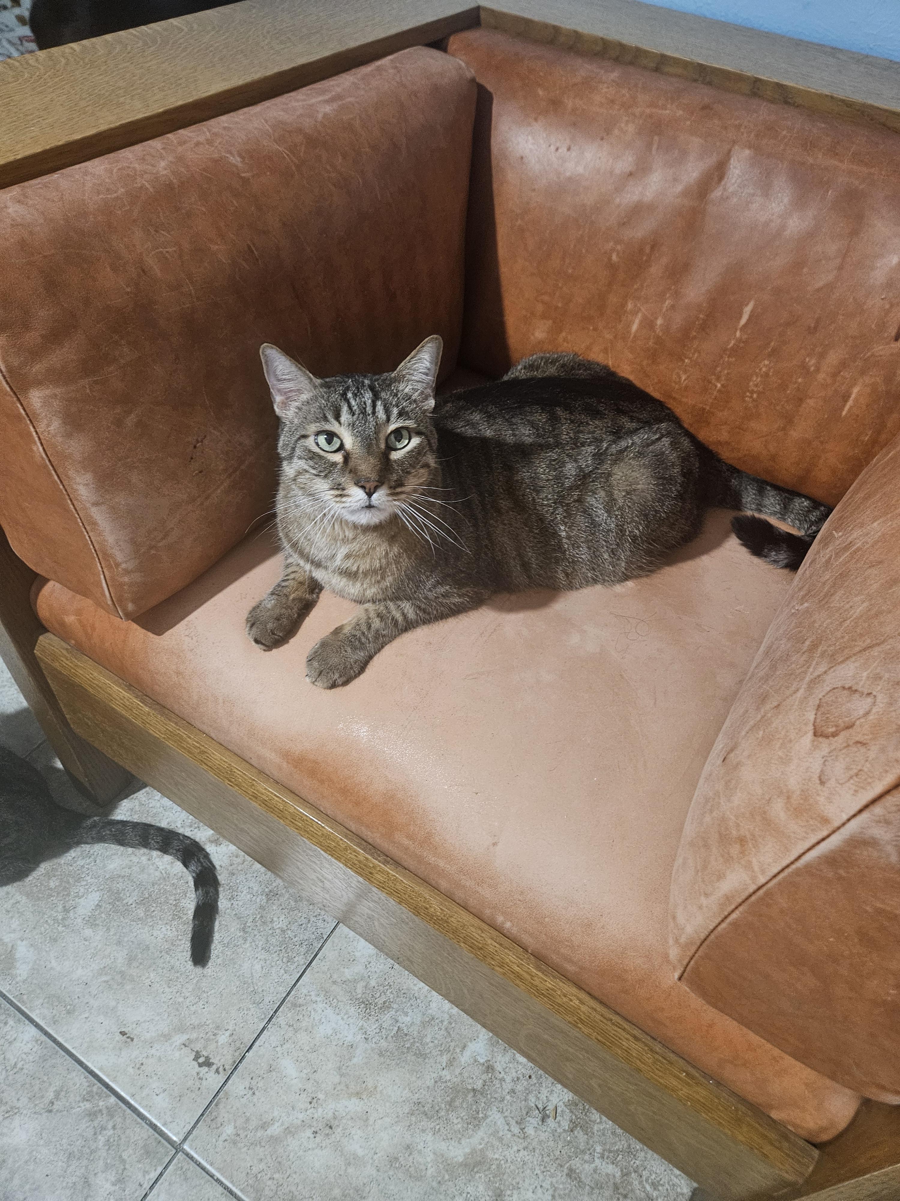 Tiny, a Adoptable mixed breed in Youngtown, AZ image 2/3