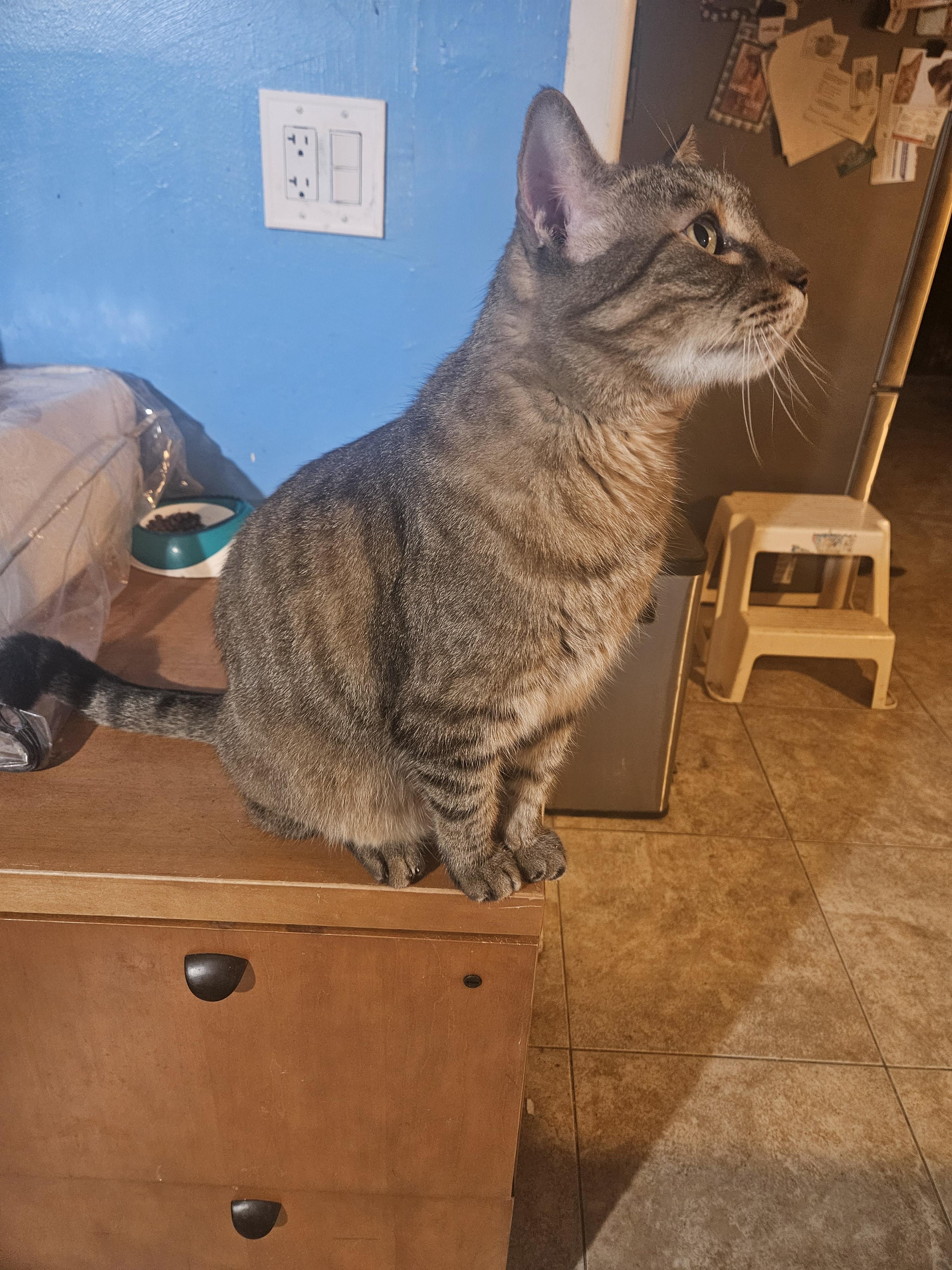 Tiny, a Adoptable mixed breed in Youngtown, AZ image 3/3