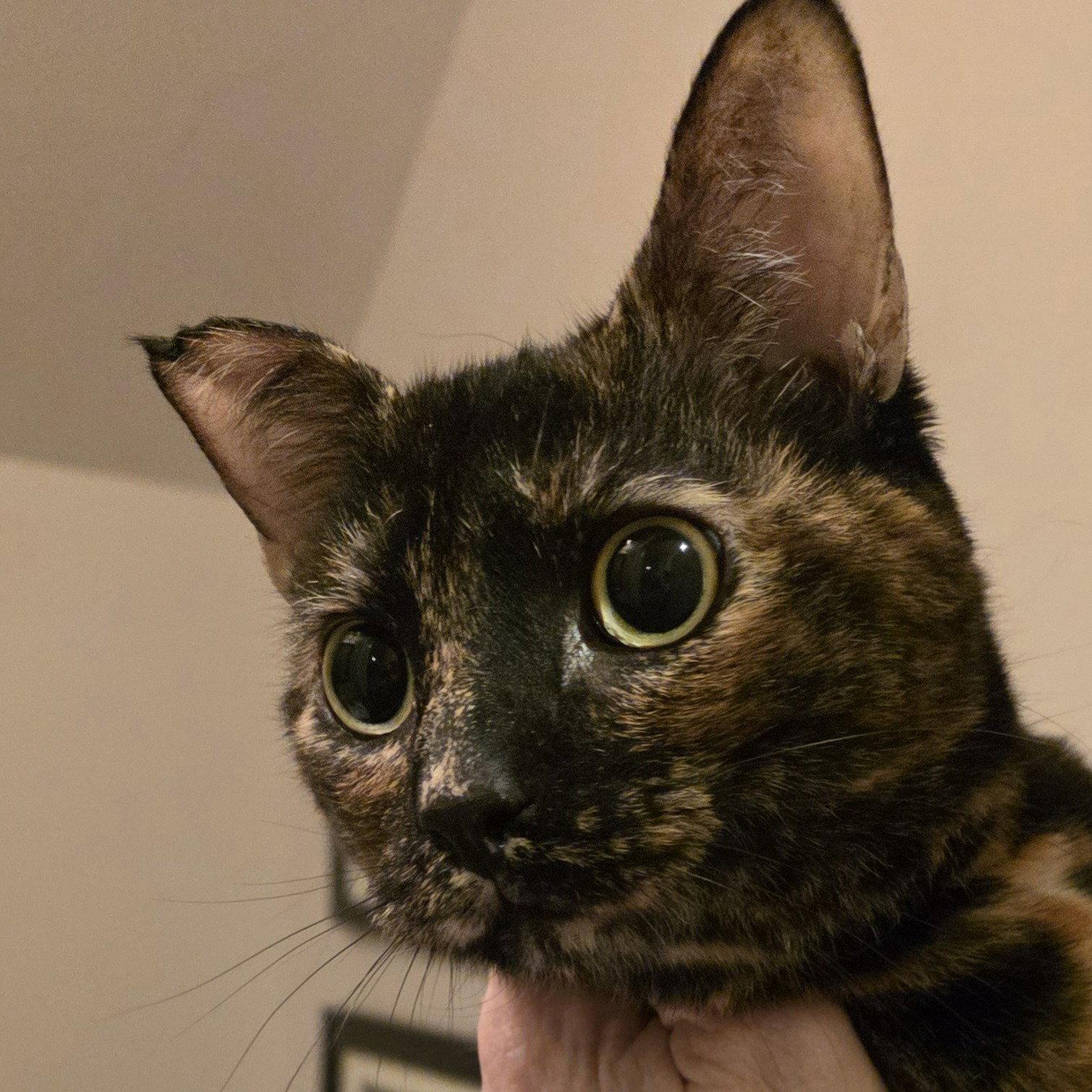 Fox, Adoptable, Adult Female Tortoiseshell & Domestic Short Hair.