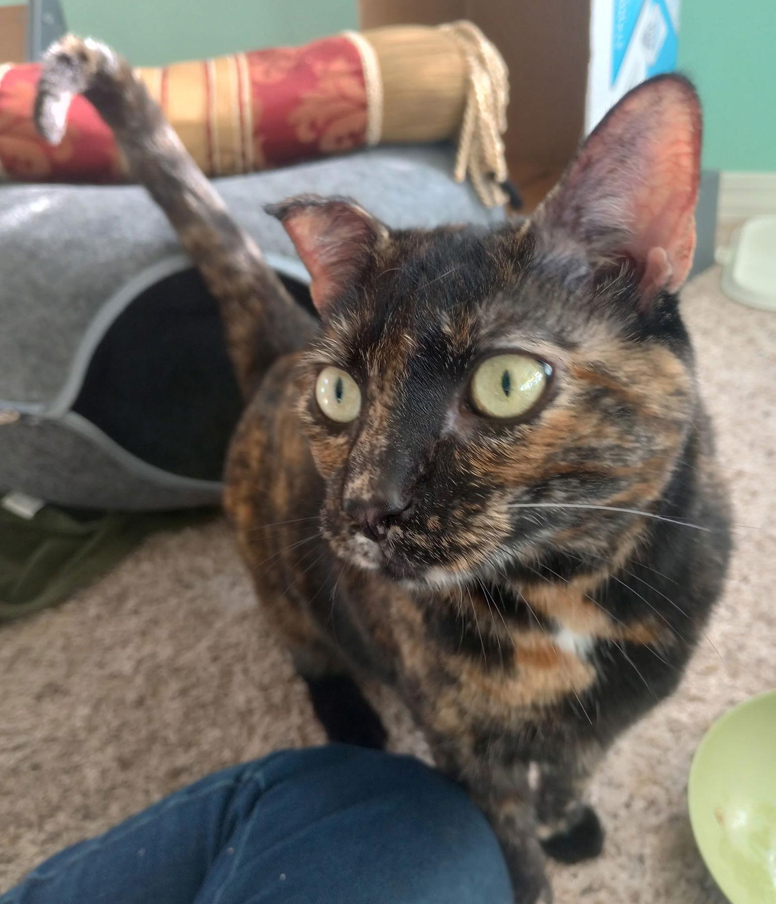 Fox, Adoptable, Adult Female Tortoiseshell & Domestic Short Hair.