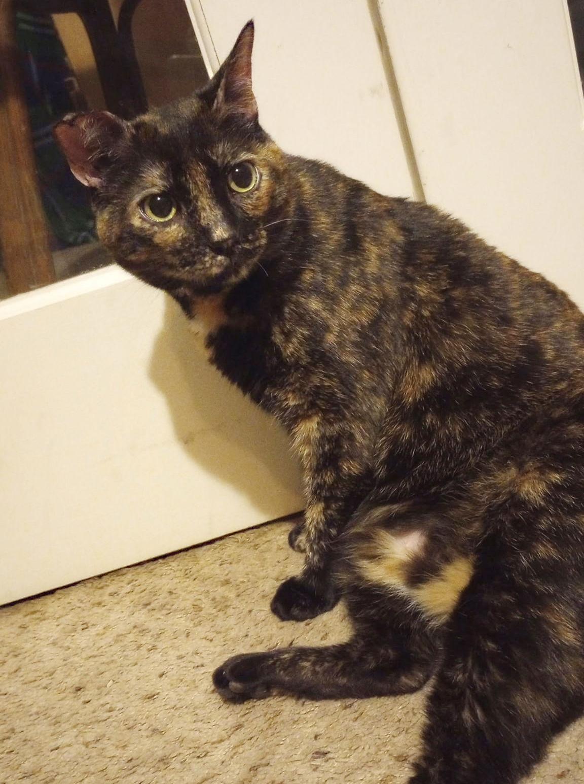 Enlarge Fox, a Adoptable mixed breed in Magnolia Springs, AL image 2/3