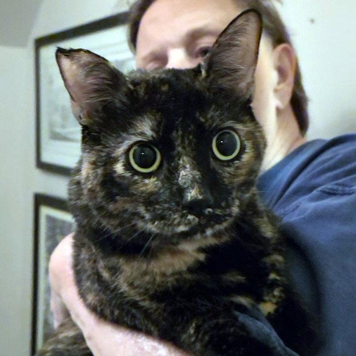 Fox, a Adoptable mixed breed in Magnolia Springs, AL image 2/3