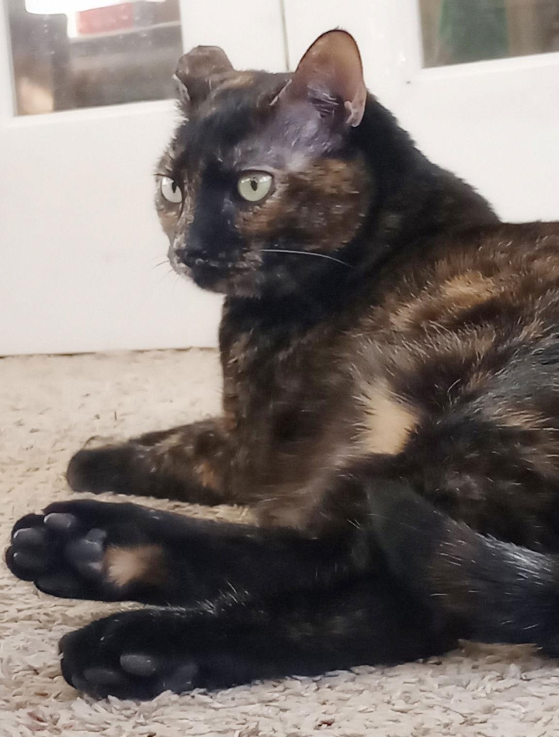 Enlarge Fox, a Adoptable mixed breed in Magnolia Springs, AL image 3/3