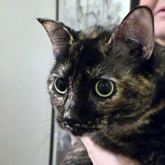 Fox, a Adoptable mixed breed in Magnolia Springs, AL image 3/3
