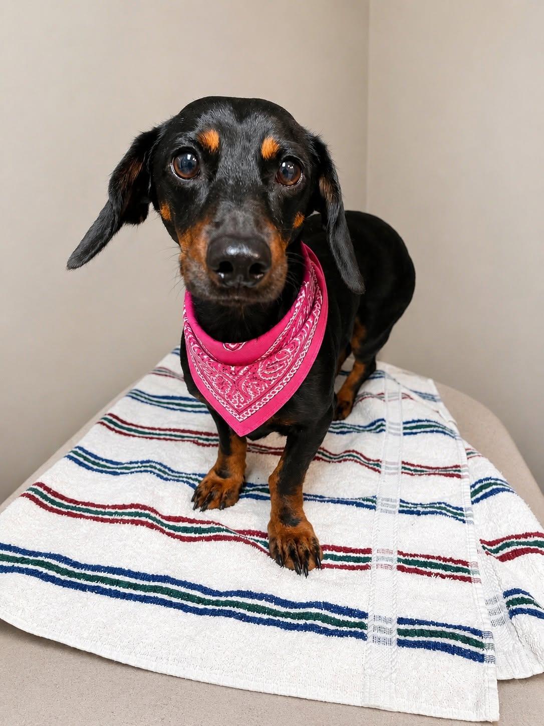 Stevie, ADOPTABLE, Adult Female Dachshund.