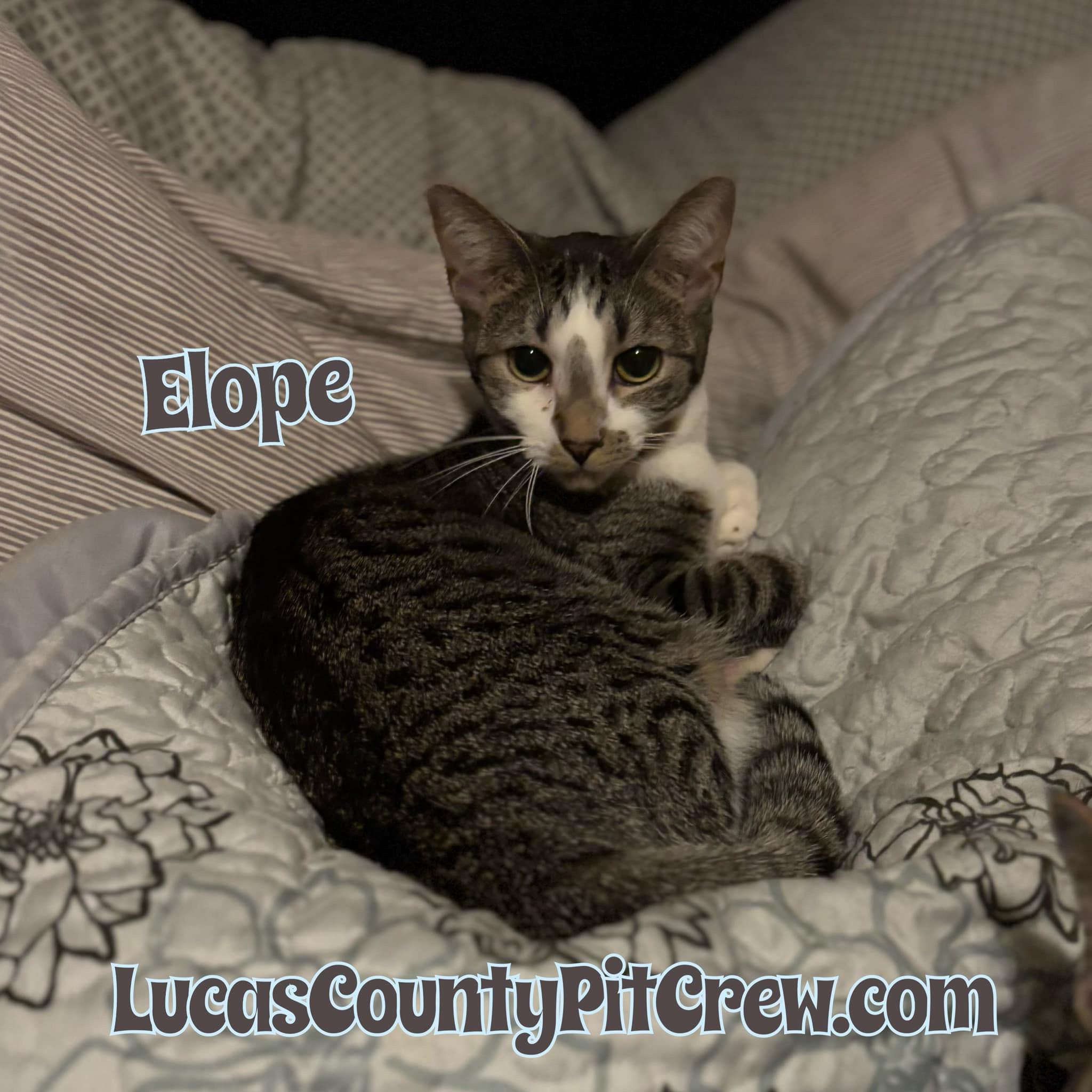 Elope, Adoptable, Young Female American Shorthair & Tabby.