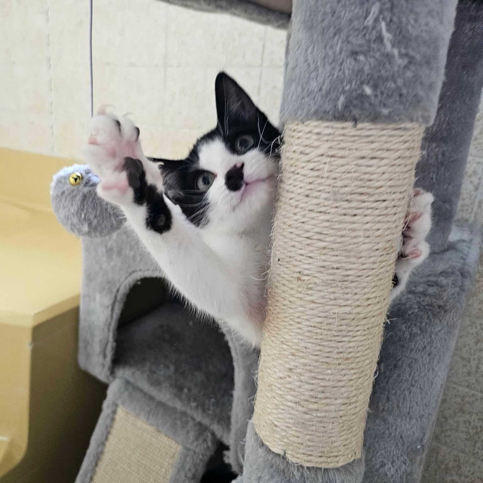 Lion L. Messi, Adopted, Kitten Male Tuxedo & Domestic Short Hair.