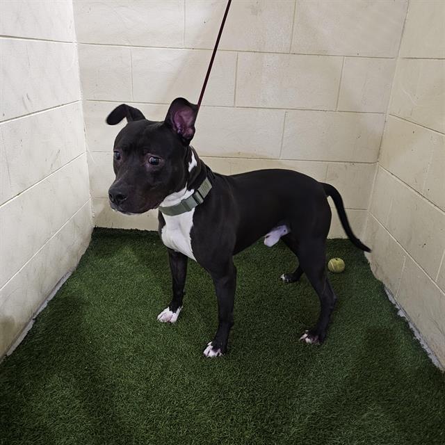 A1254667, Adoptable, Adult Male American Bulldog & Mixed Breed.