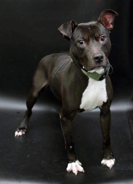 JACE, Adoptable, Adult Male American Bulldog & Mixed Breed.