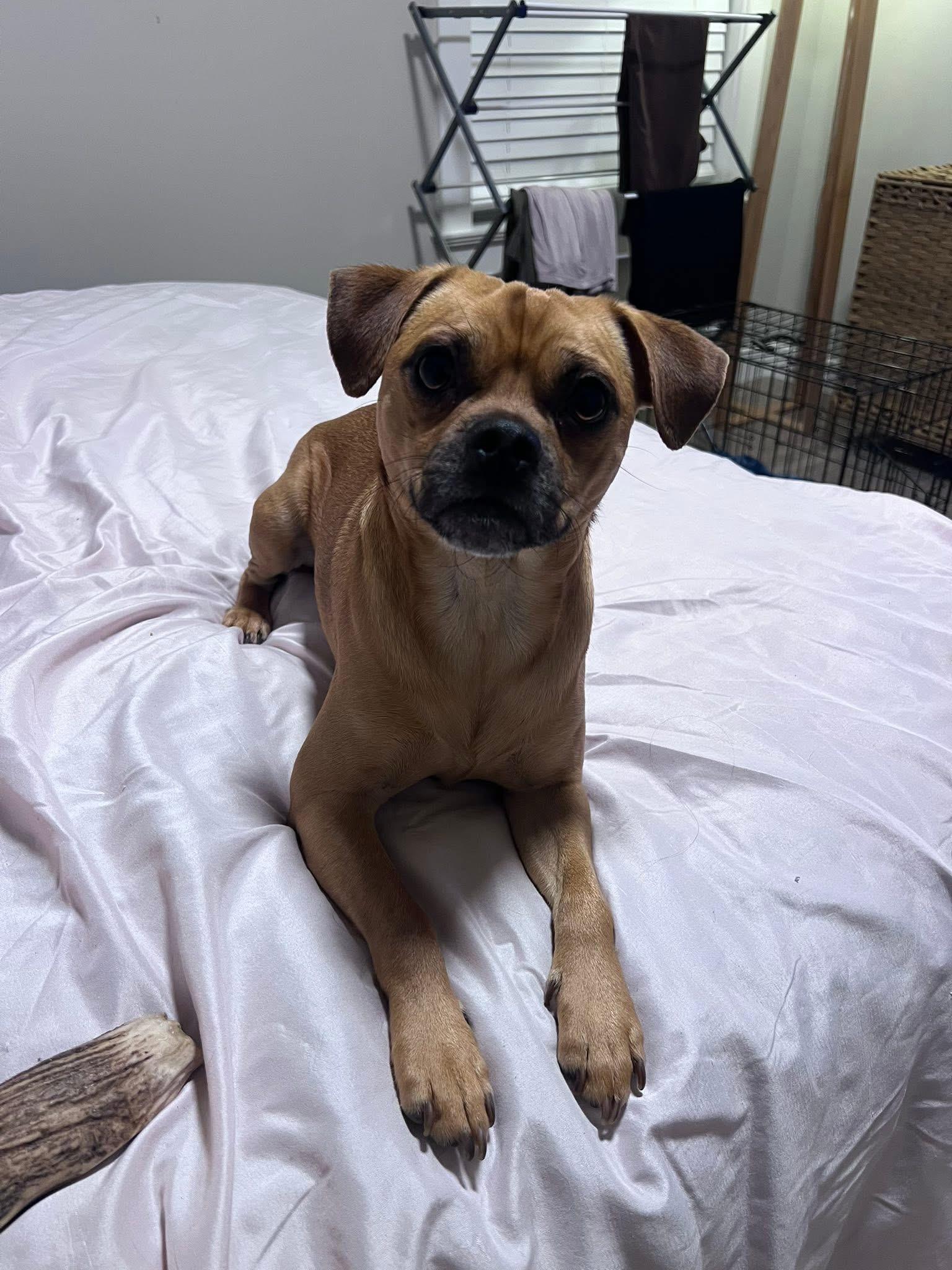 Manny, Adoptable, Adult Male Pug.