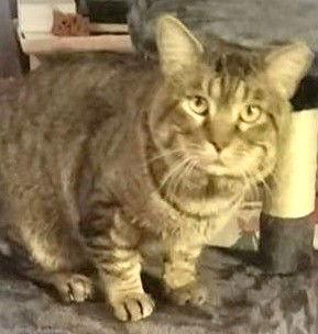 Enlarge Vance, a Adoptable Domestic Short Hair in Trenton, NJ image 1/3