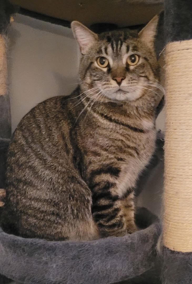 Vance, a Adoptable Domestic Short Hair in Trenton, NJ image 2/3